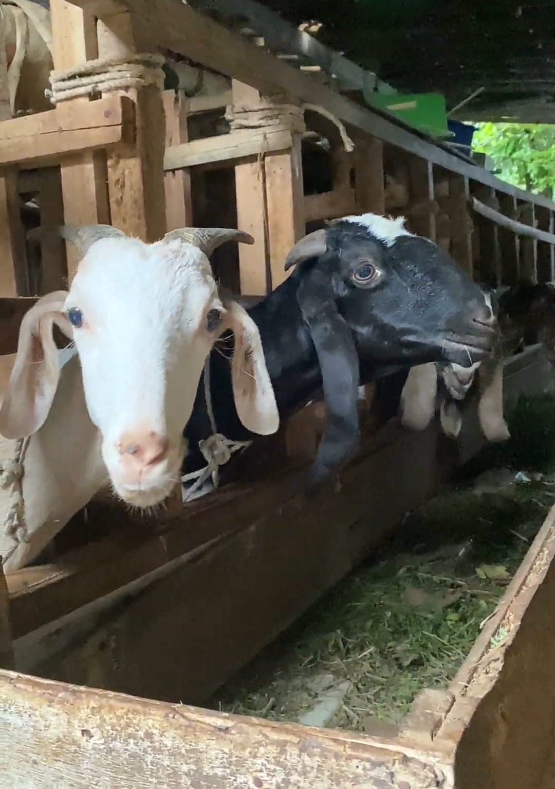 Proses Pemilihan Kambing Hanif Aqiqah Proses Pemilihan Kambing Hanif Aqiqah